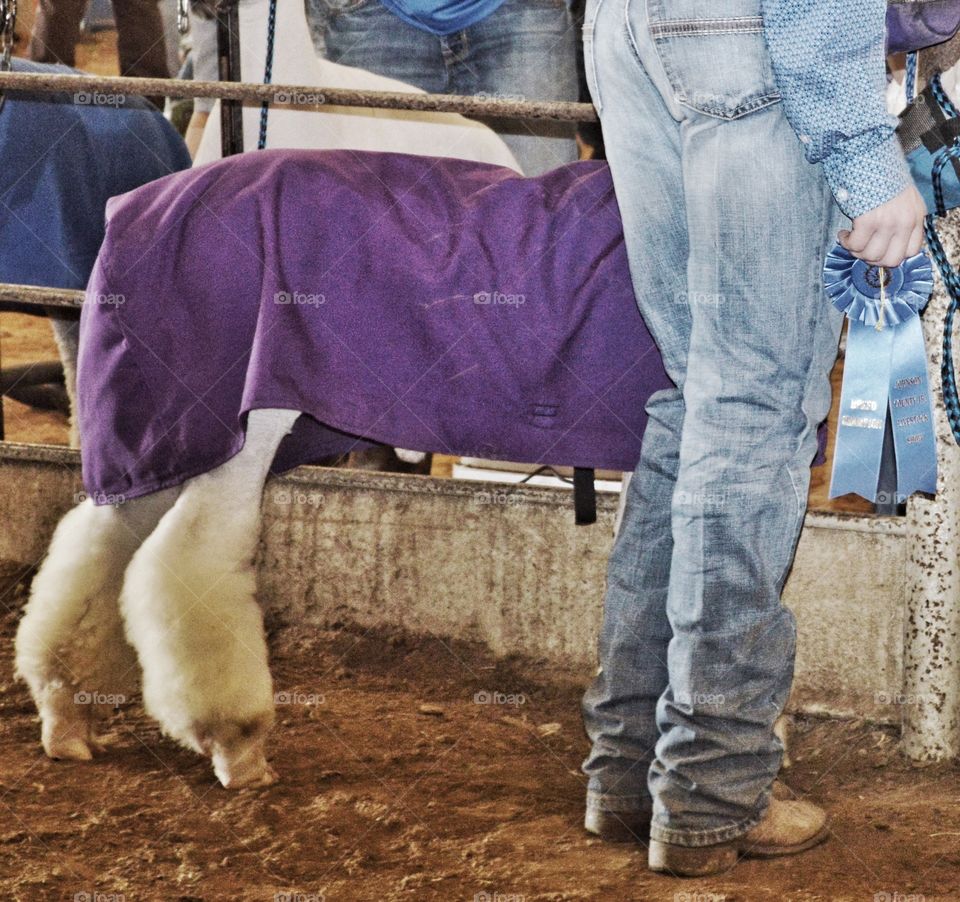 Stock show grand champion. 