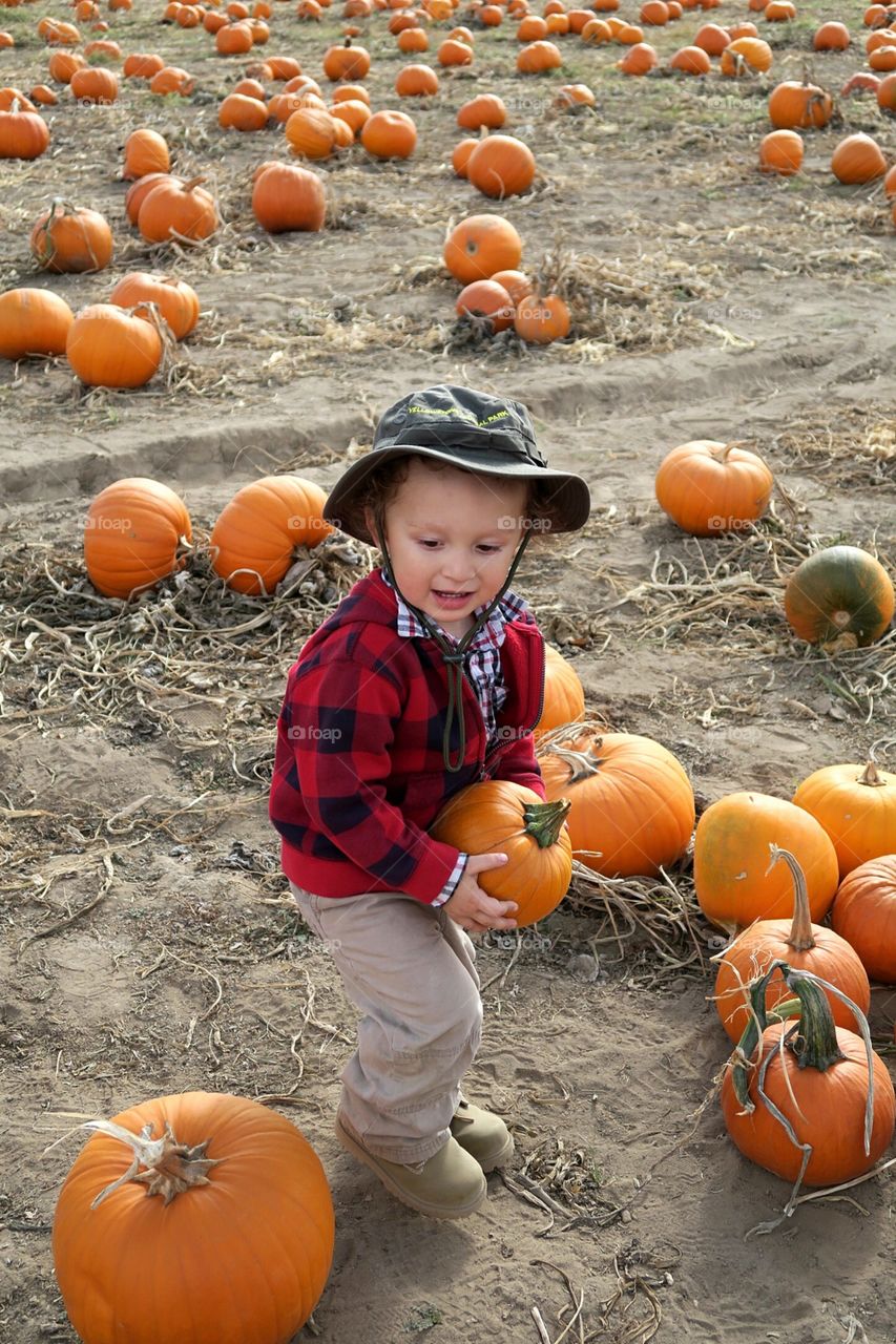 Found it. A toddler boy finds just the right pumpkin in the pumpkin patch after some hard looking. 
