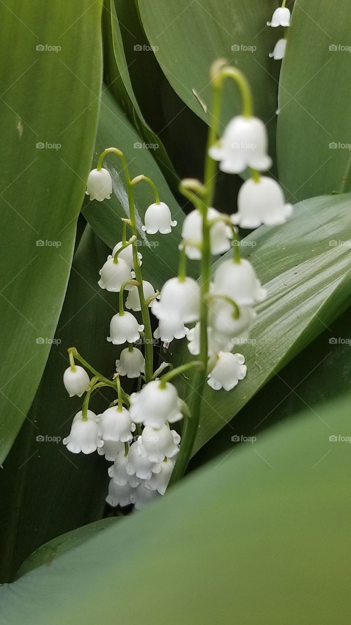 lilies of the valley
