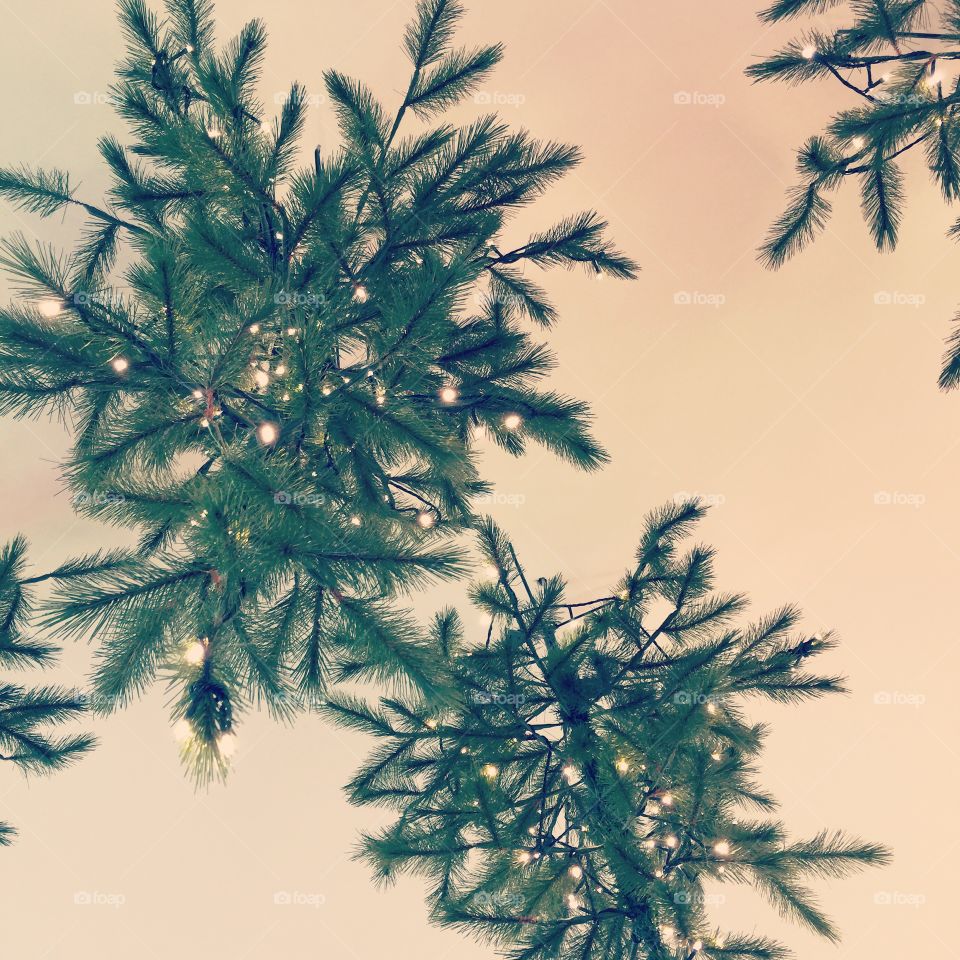 Pine tree on ceiling