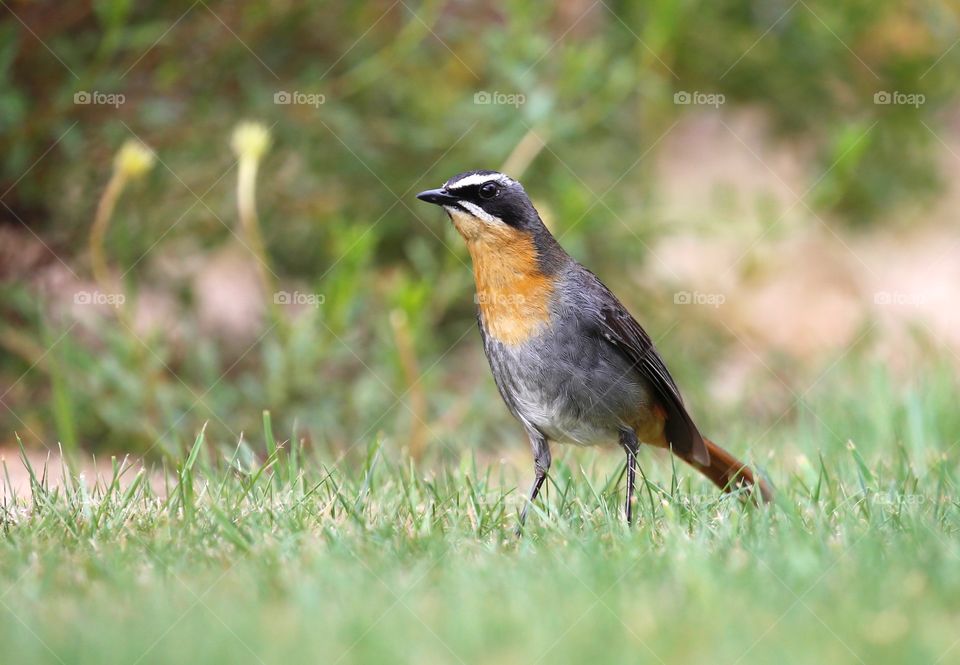 Standing Cape Robin-Chat