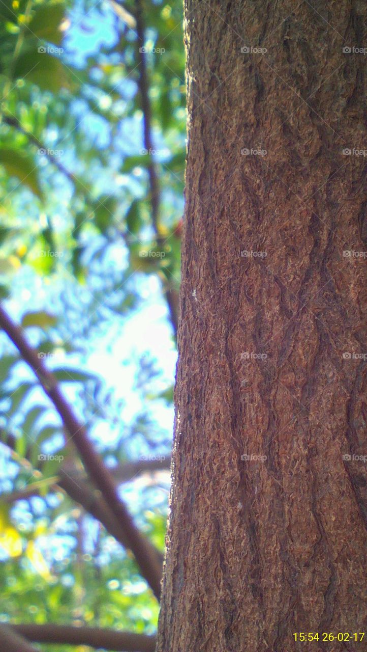 Hard stem of a tree captured on the half screen