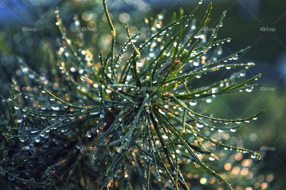 Green fluffy pine branch with water drops