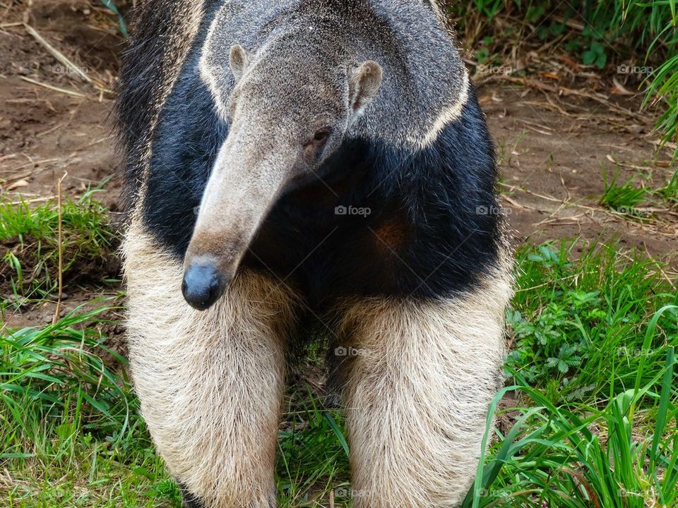 African Furry Anteater
