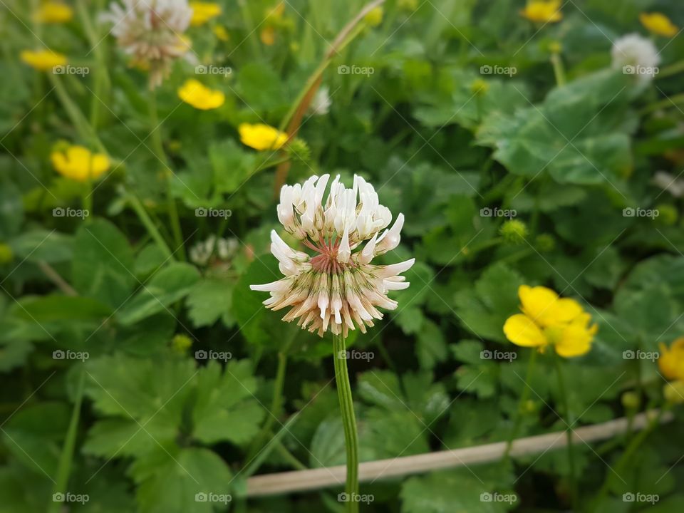 clover flower in pasture close up