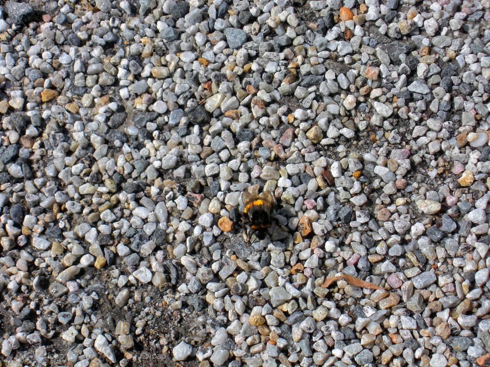 Bee on the rocks