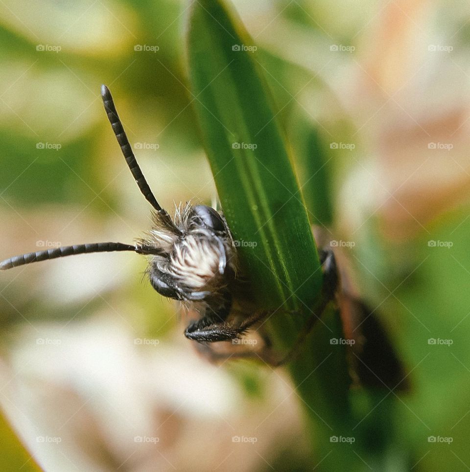 Macro photo of an insect clinging to a blade of grass in a city park