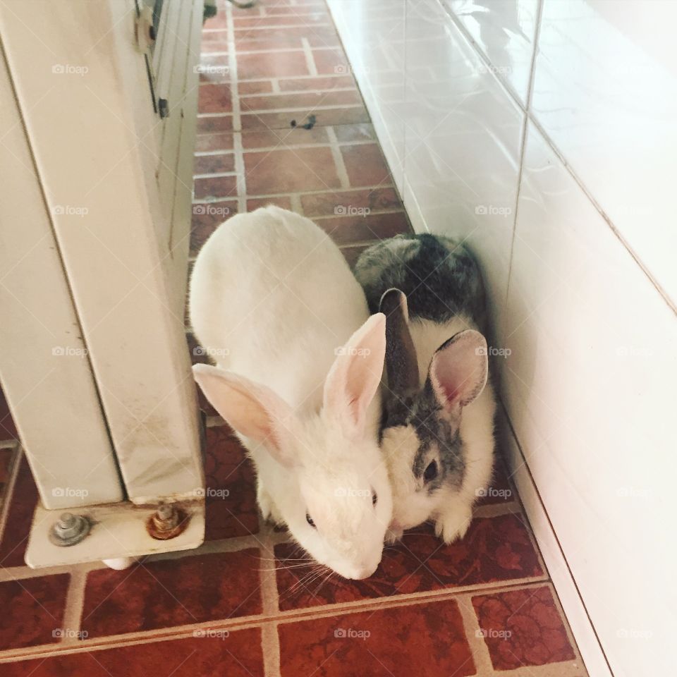 Couple rabbits