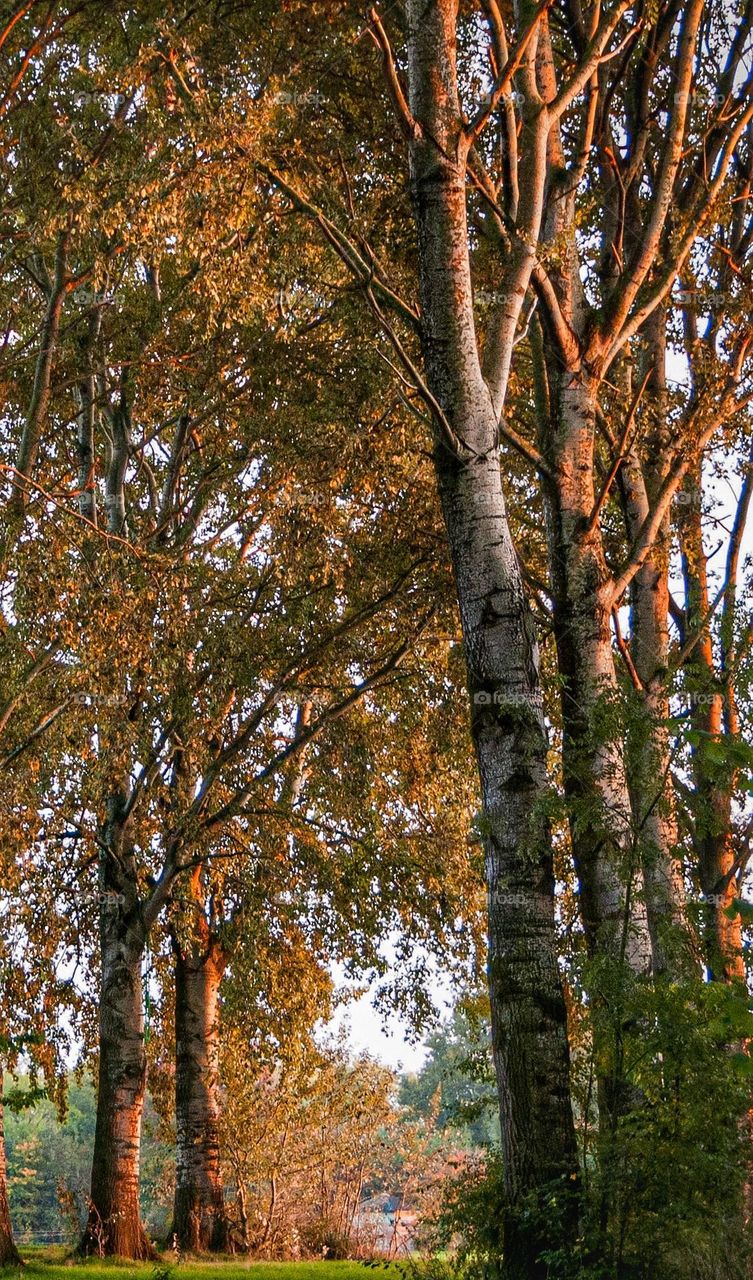 forest in holland