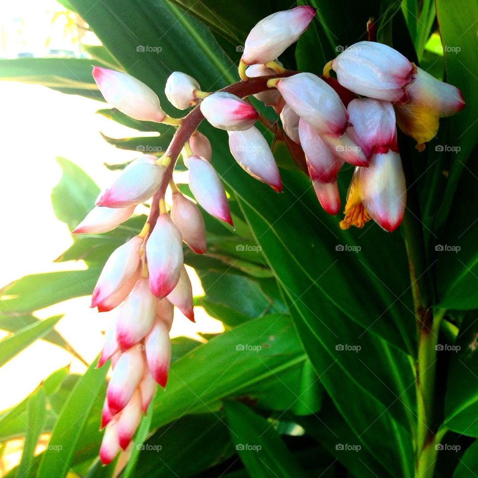 The Beautiful Plants in Hawaii