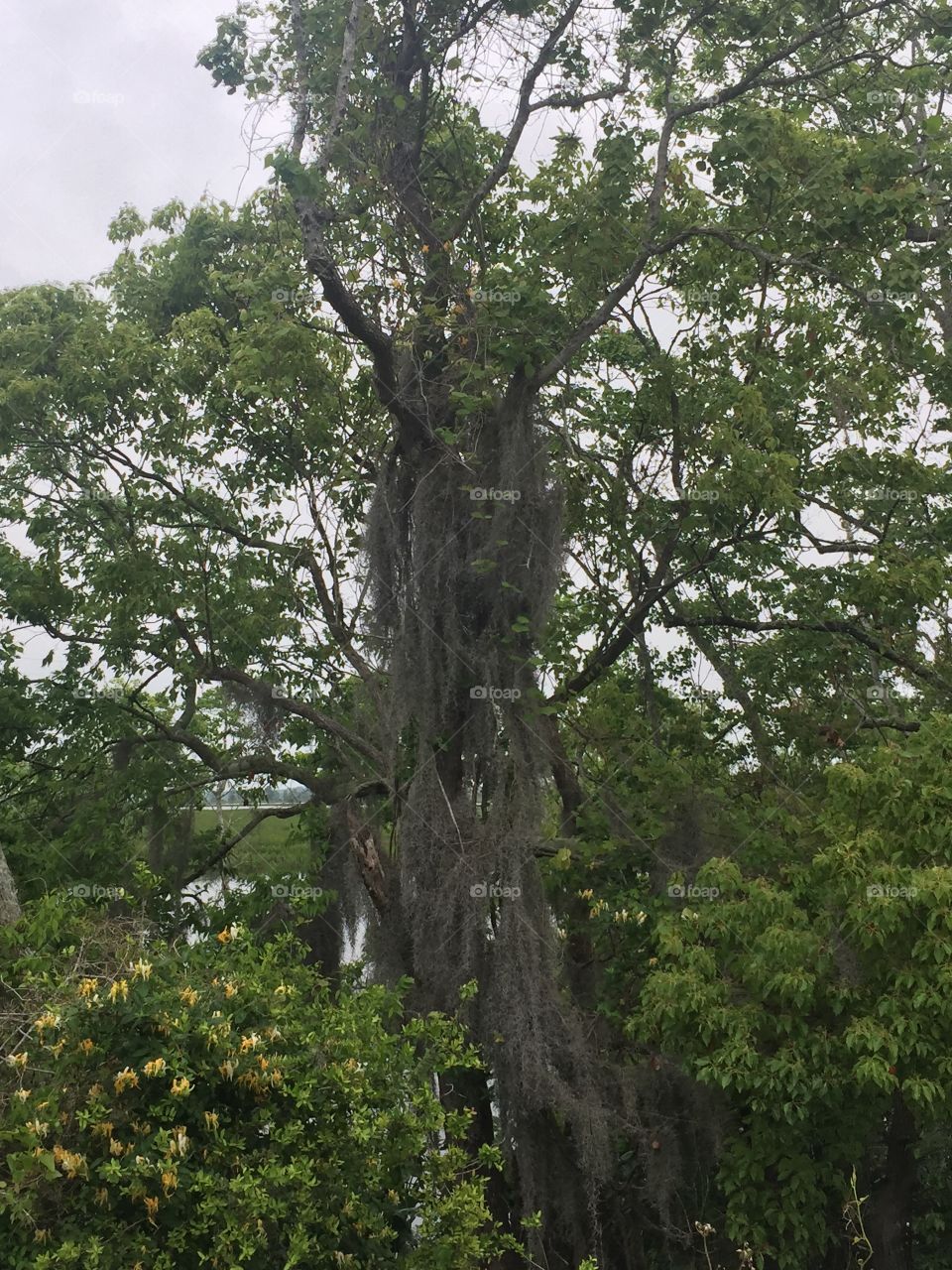 Beautiful Mossy tree near Bayou