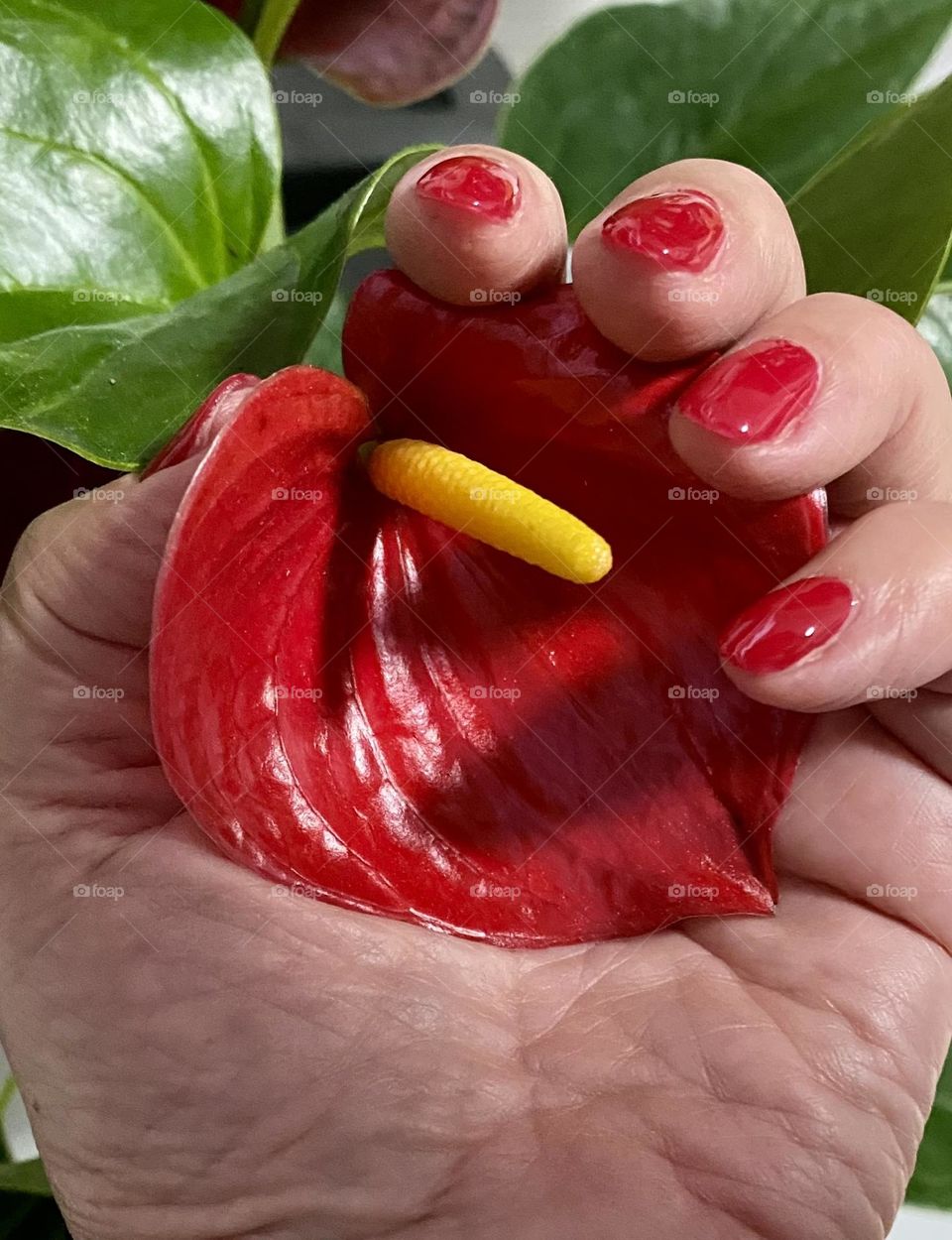 Red manicure and red flower