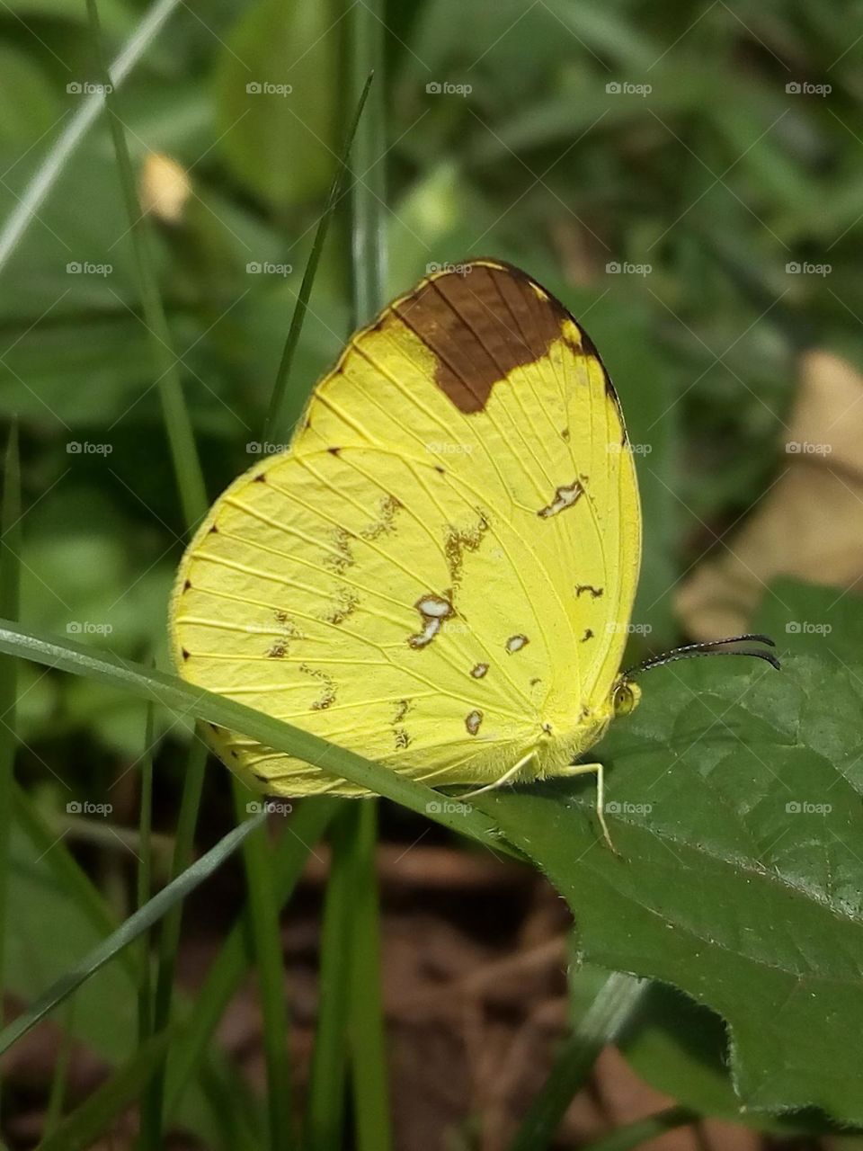 A butterfly in a genus Eurema.
May 24, 2021
11:35am