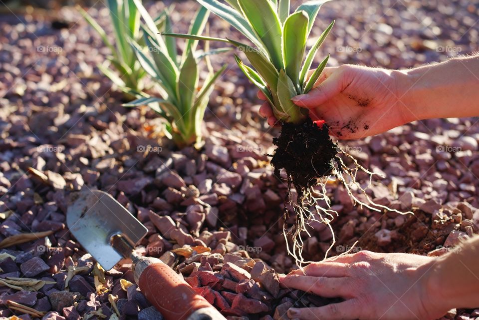 Planting agave