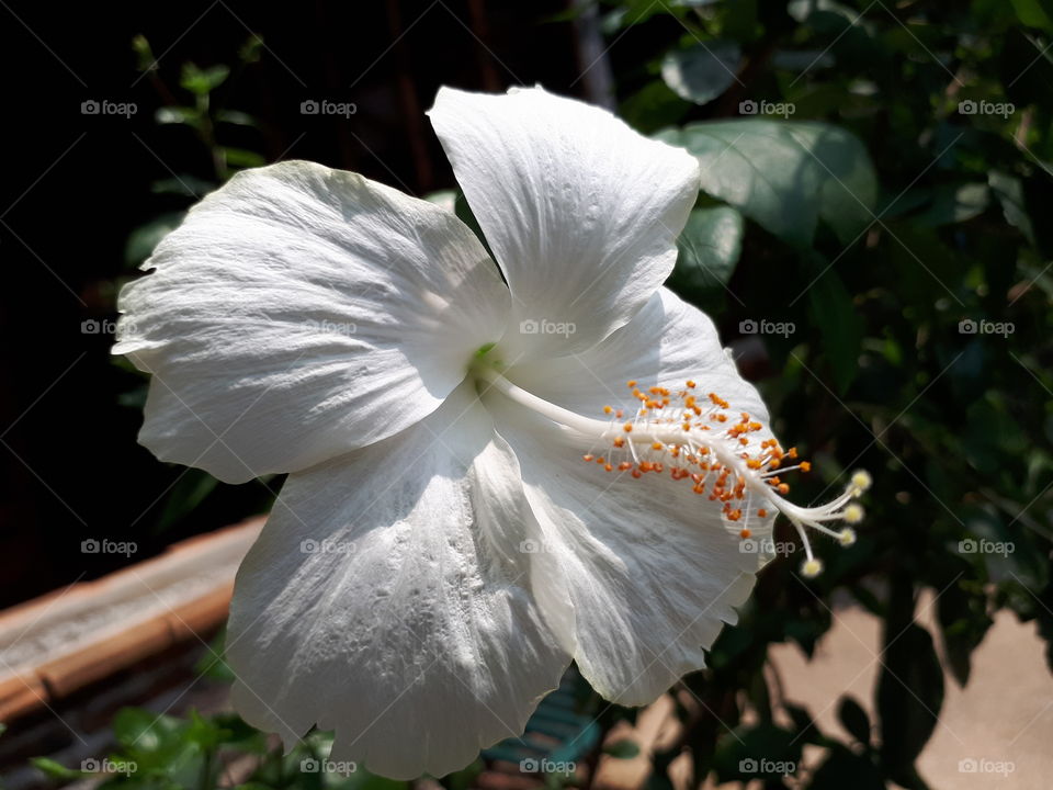 White hibiscus