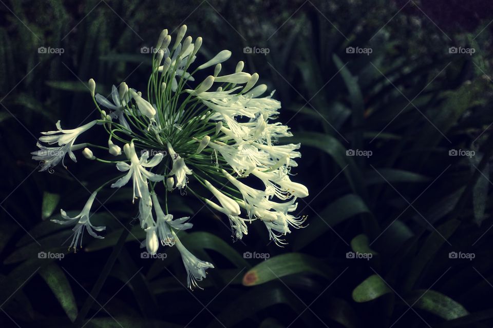 White agapanthus called lily of the Nile.