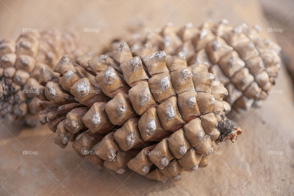 Pine cone