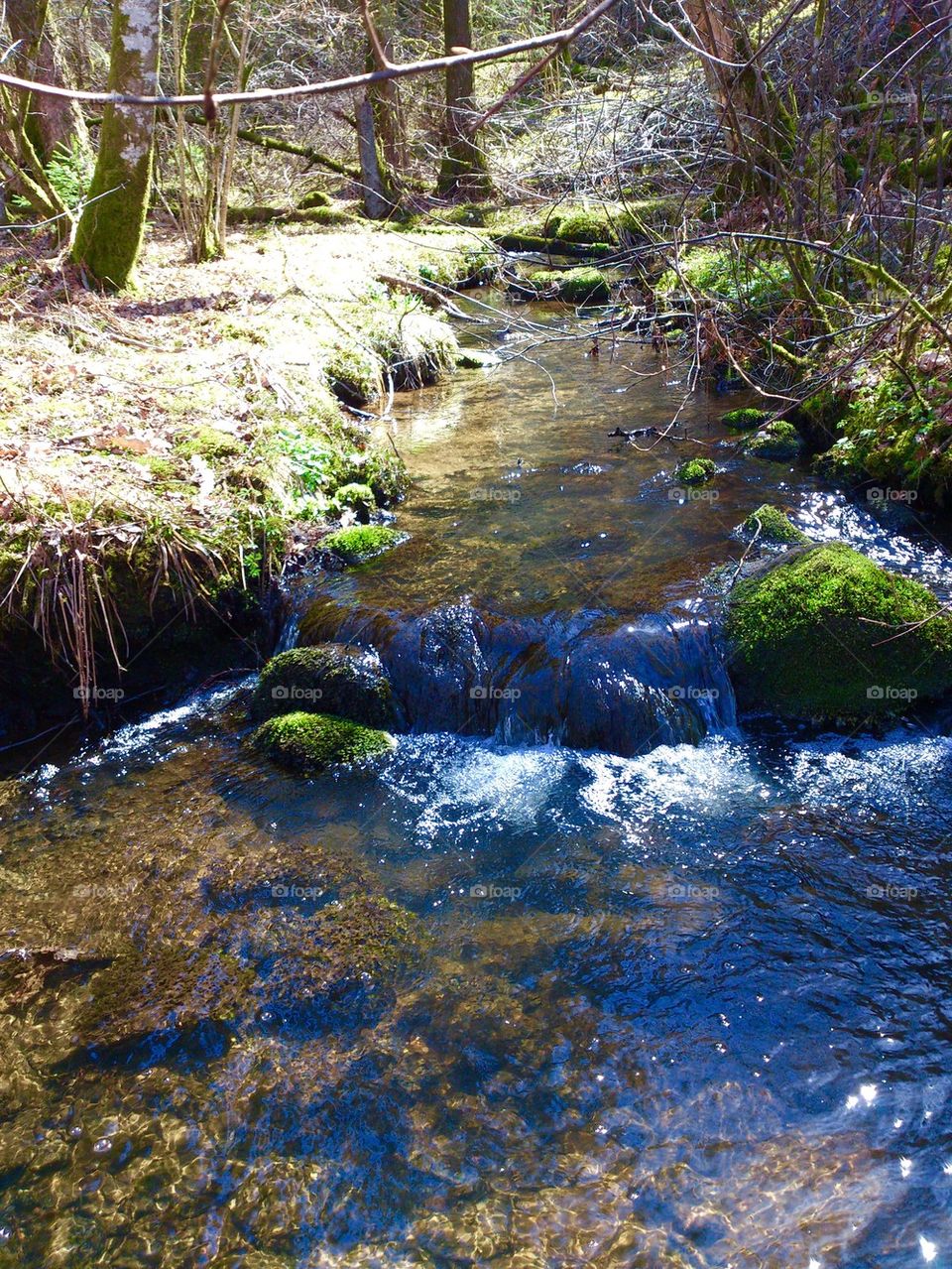 Brook