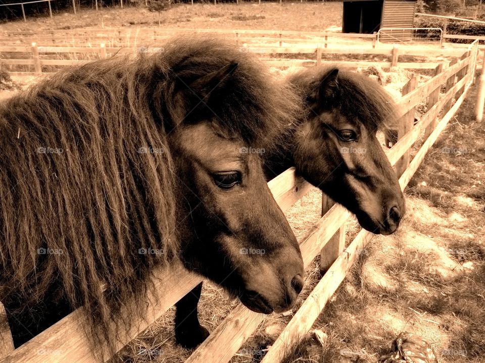 Horses in Gladsaxe, Denmark. 
