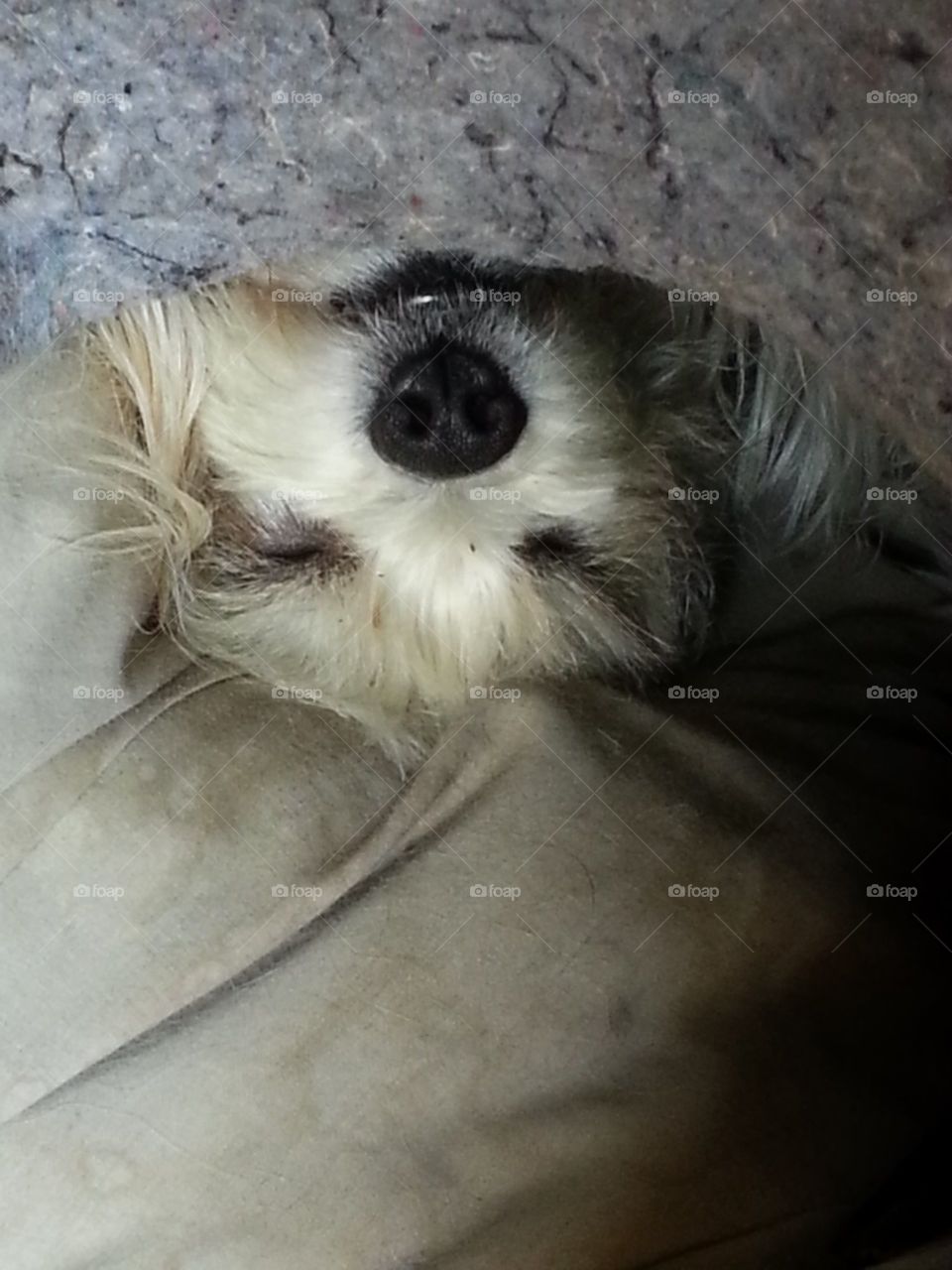 upsidedown dog. what a way to sleep