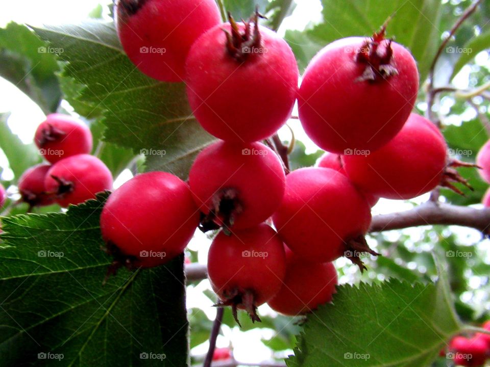 red hawthorn berries on a tree in the garden