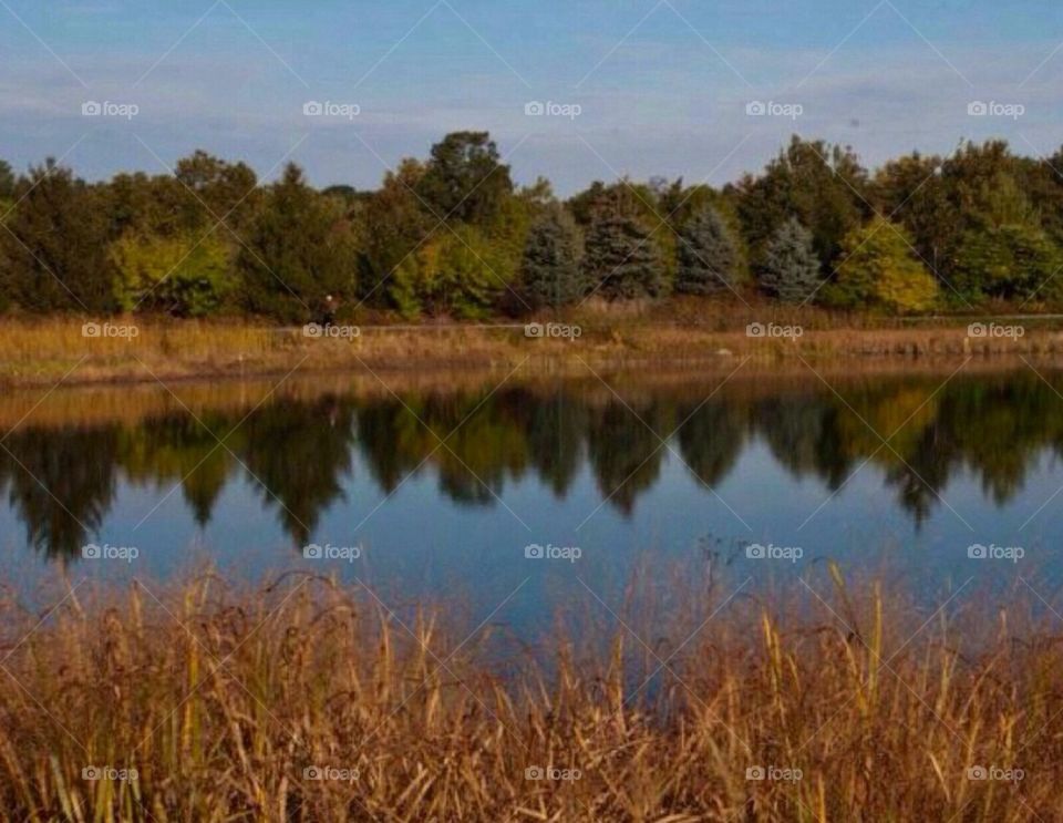 Fall colors on the pond