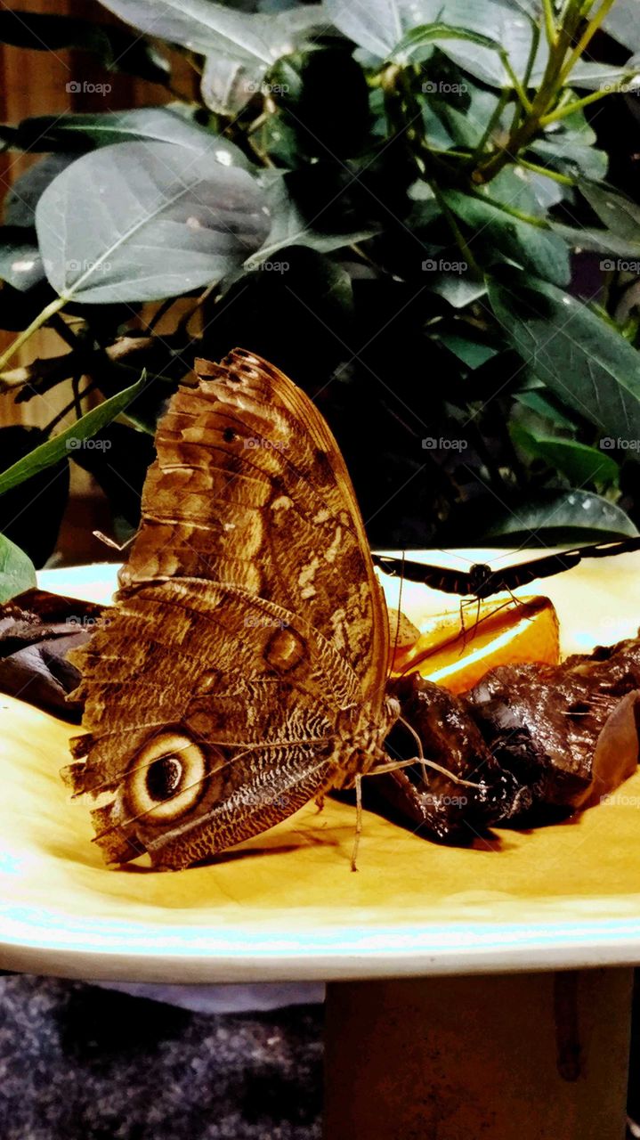 Butterfly eating bananas