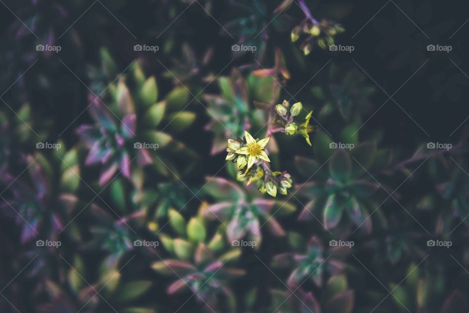succulent flower