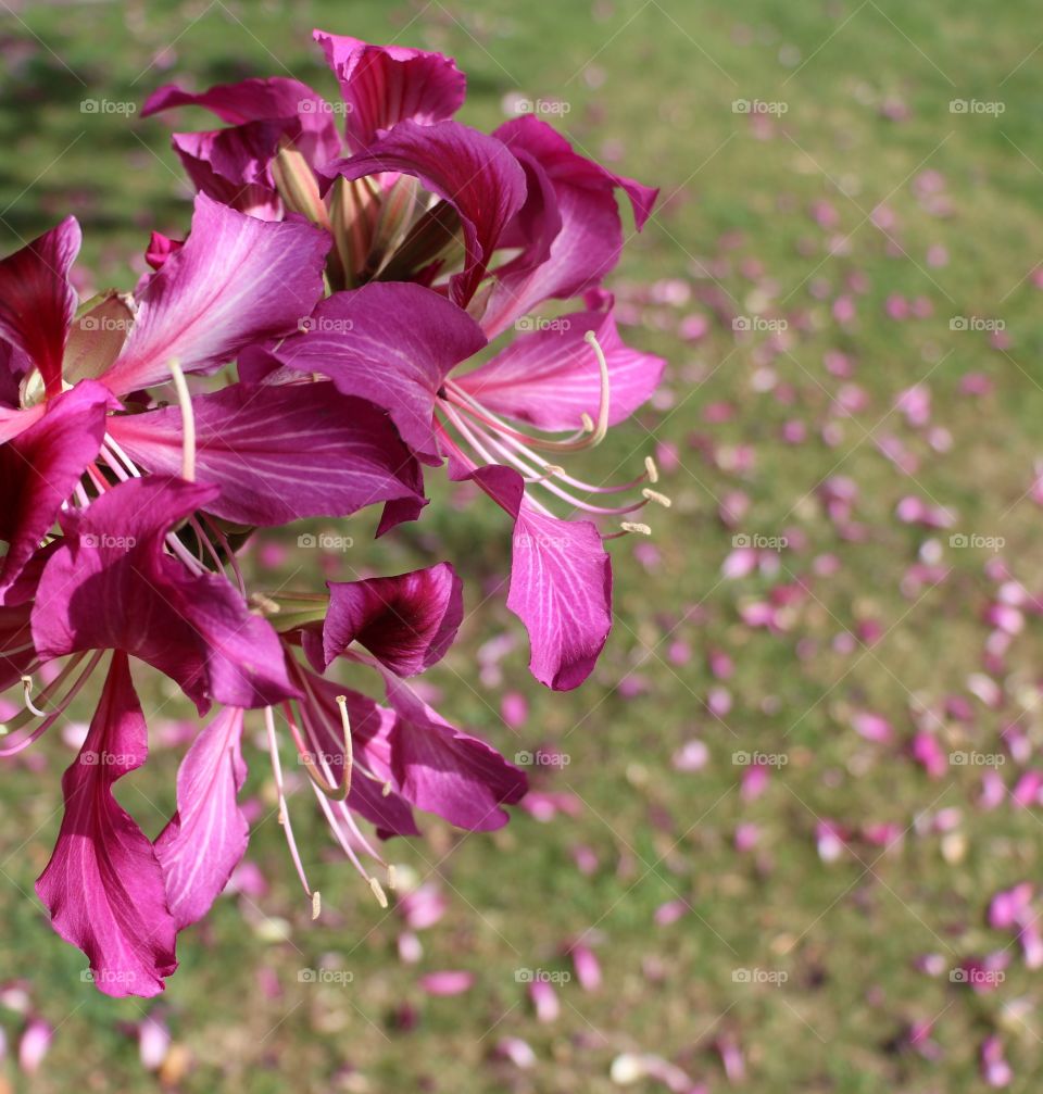 Spring flowers