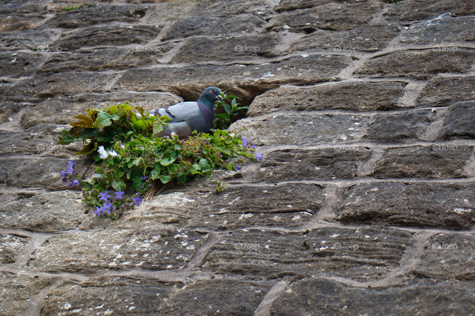 Pigeon and their garden