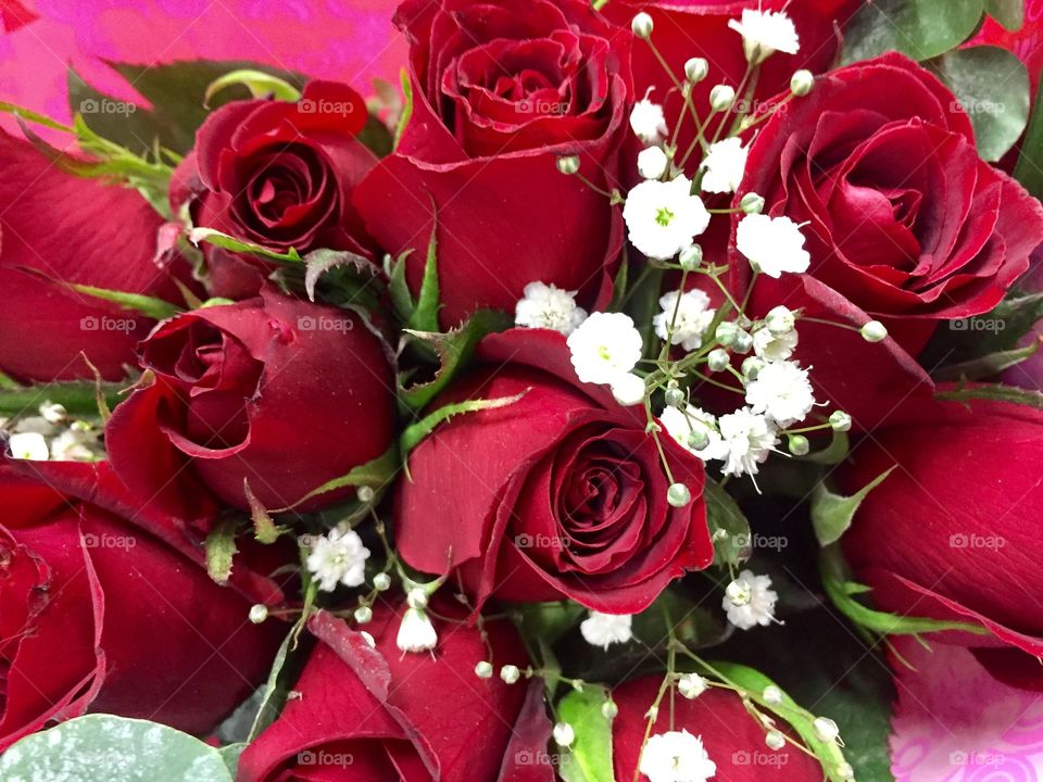 Close-up of rose flowers