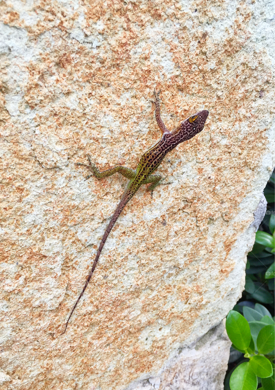 Small brown and green spotted lizard on a rock. Close up photo of a lizard with a long tail. 