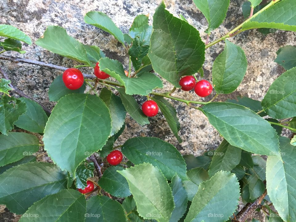 Cherries