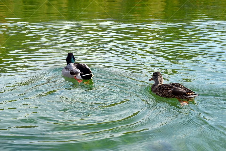 Ducks 