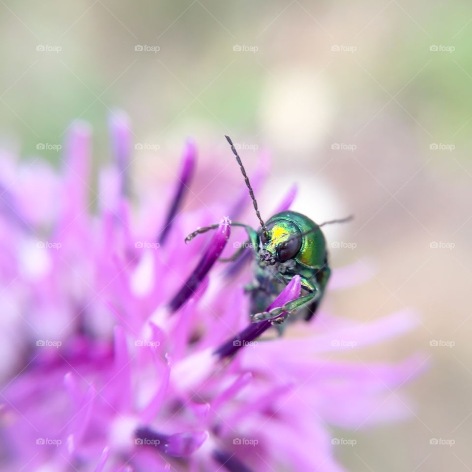 Insect, Nature, Bee, Flower, Summer