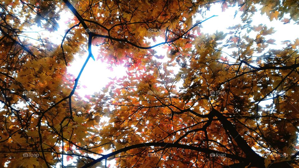 autumn, sky, leaf, maple