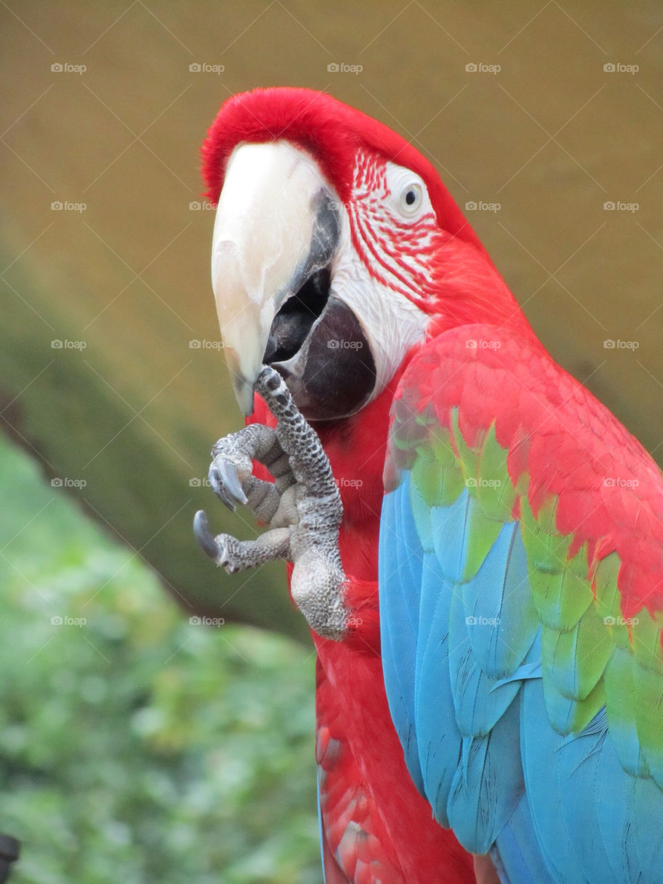 red bird zoo parrot by swatchtime