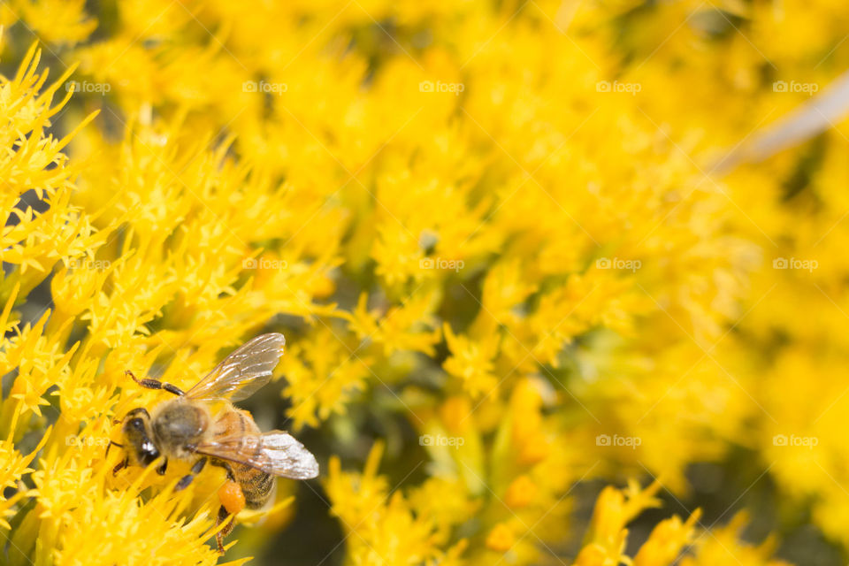 Be searching for pollen 