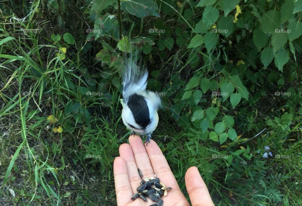 Chickadee 