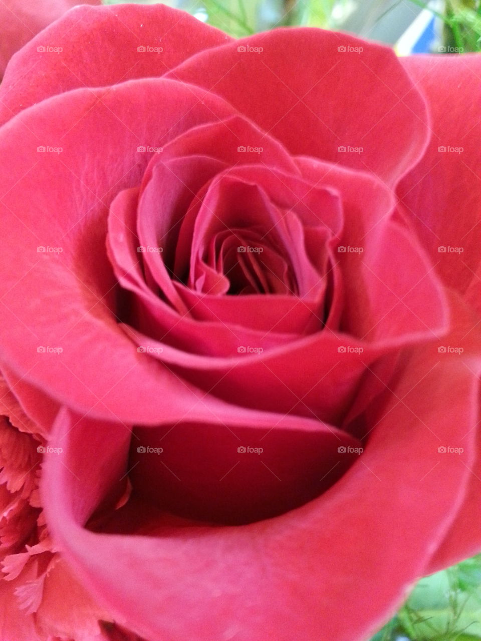 rose. love