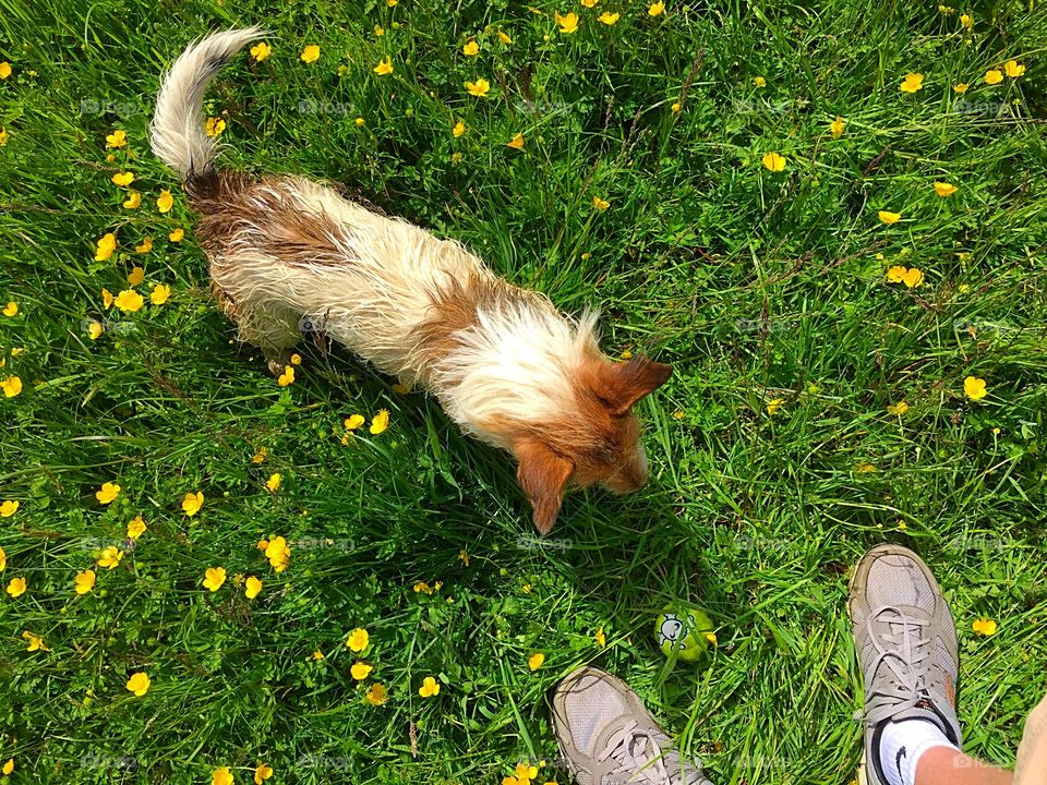 Dog Looking Down Waiting For Playtime