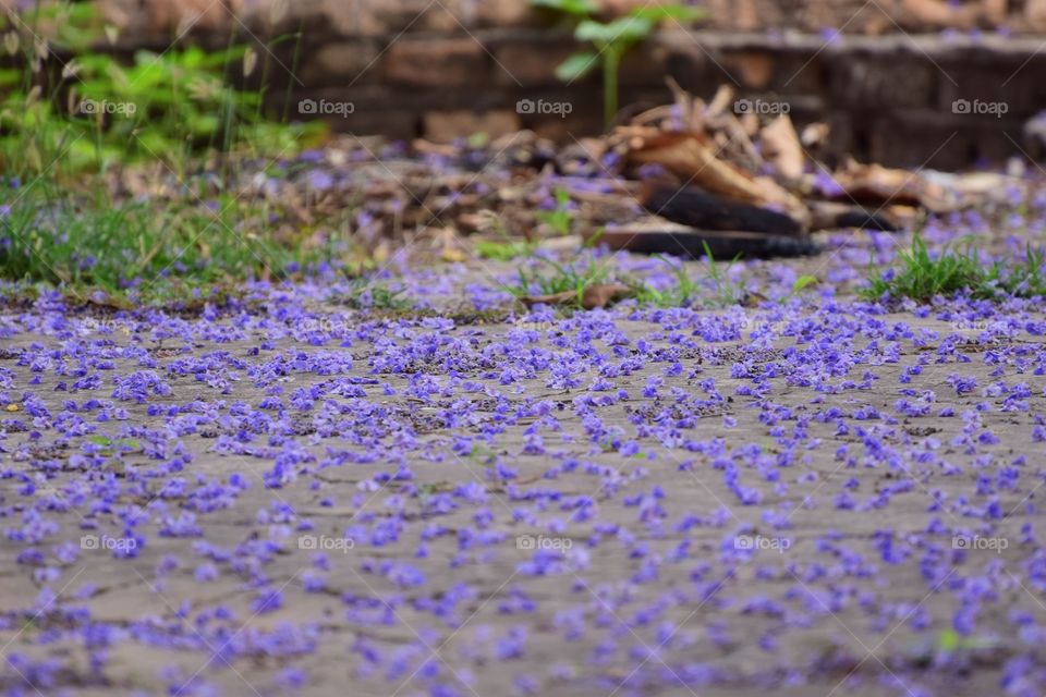 flowers