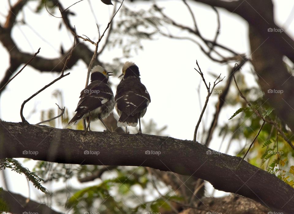 Black collared starling birds