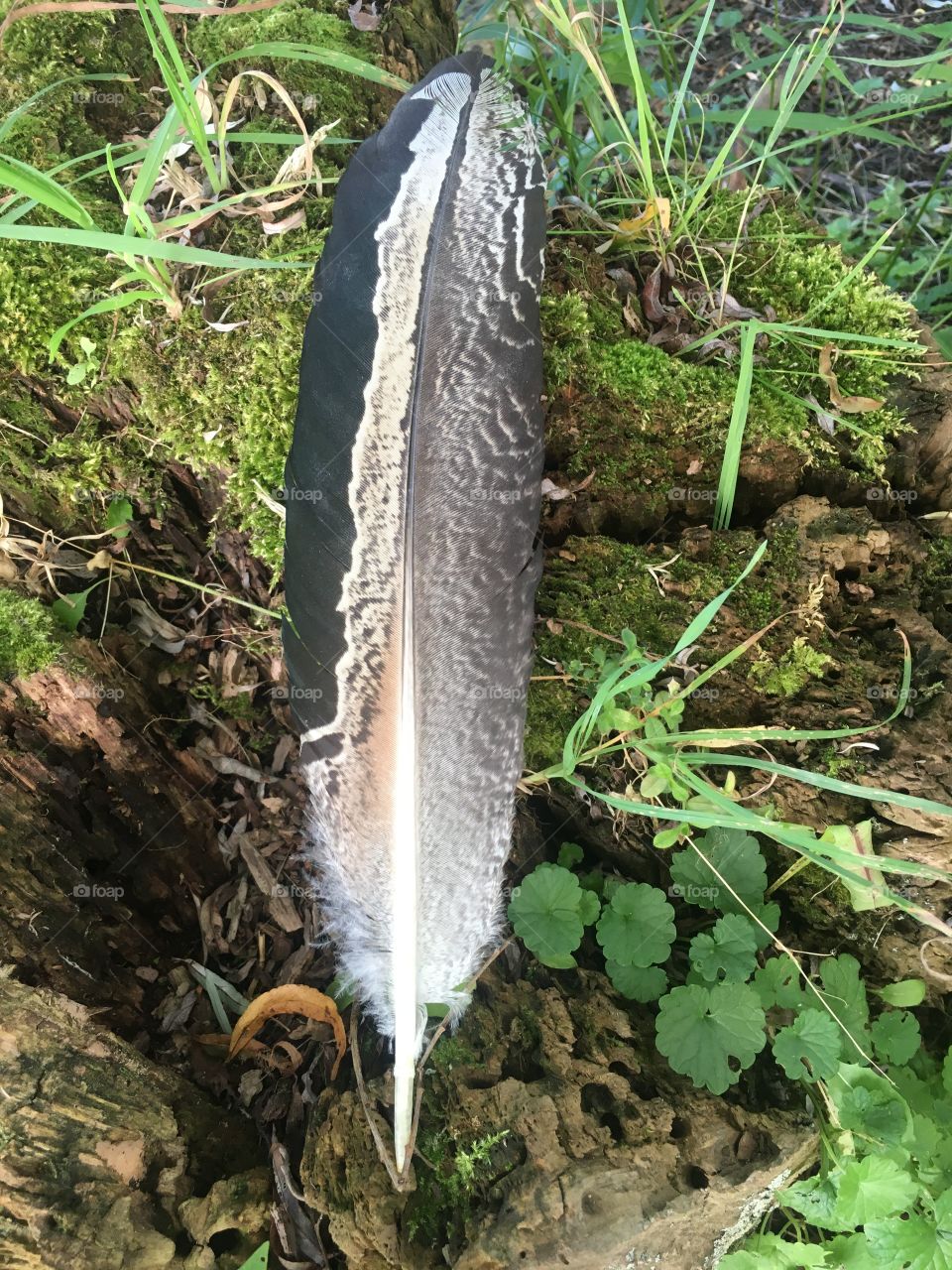 Peacock wing feather 
