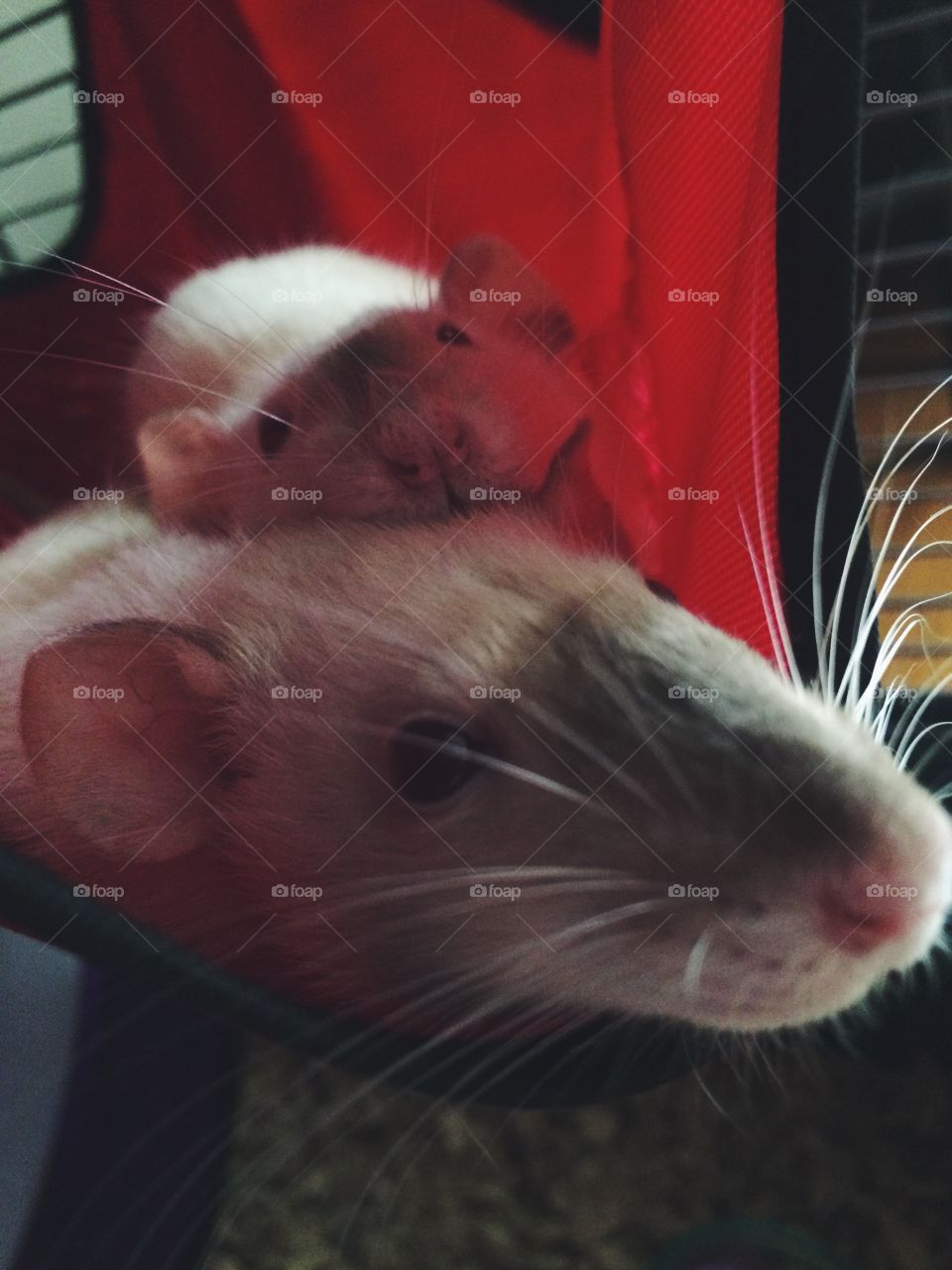 Cuddling rat babies