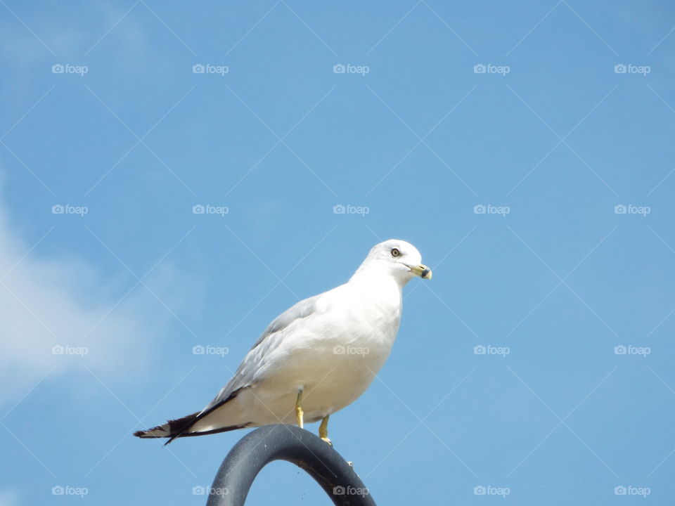 seagull