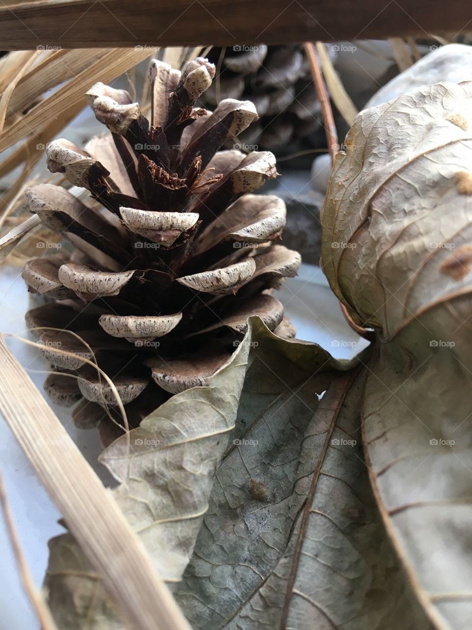 A child’s natural treasure from walks, playing and exploring the woods with his friends. Pine cones, leaves and rocks make the best decorations. 