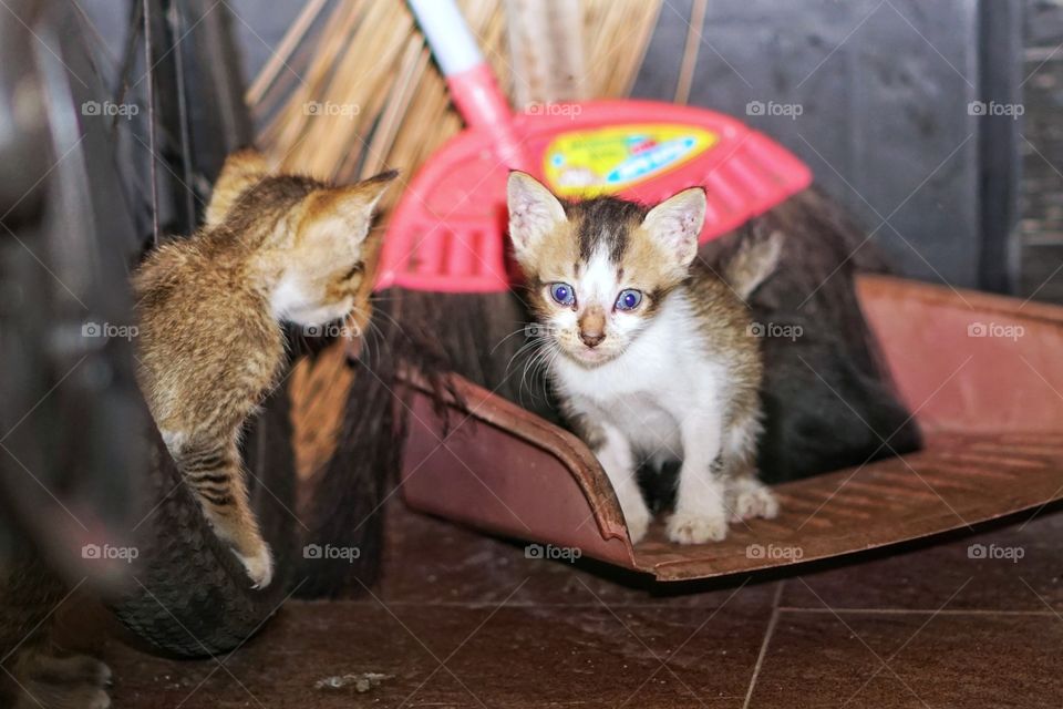 kittens, playing in the dark