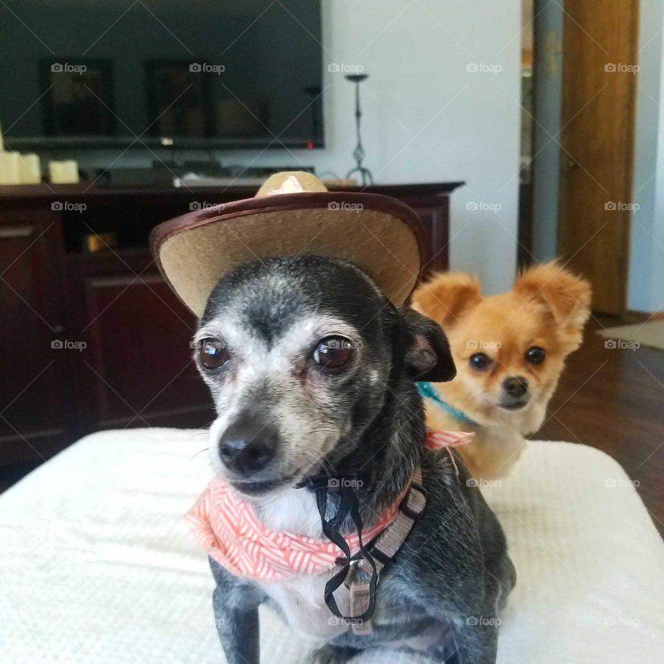Two cowboy Chihuahua dogs staring in to the camera