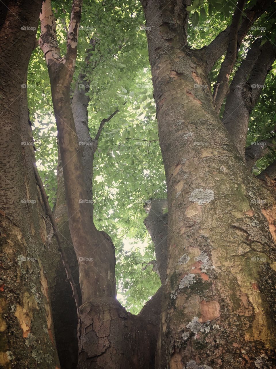 Sun shining through the trees